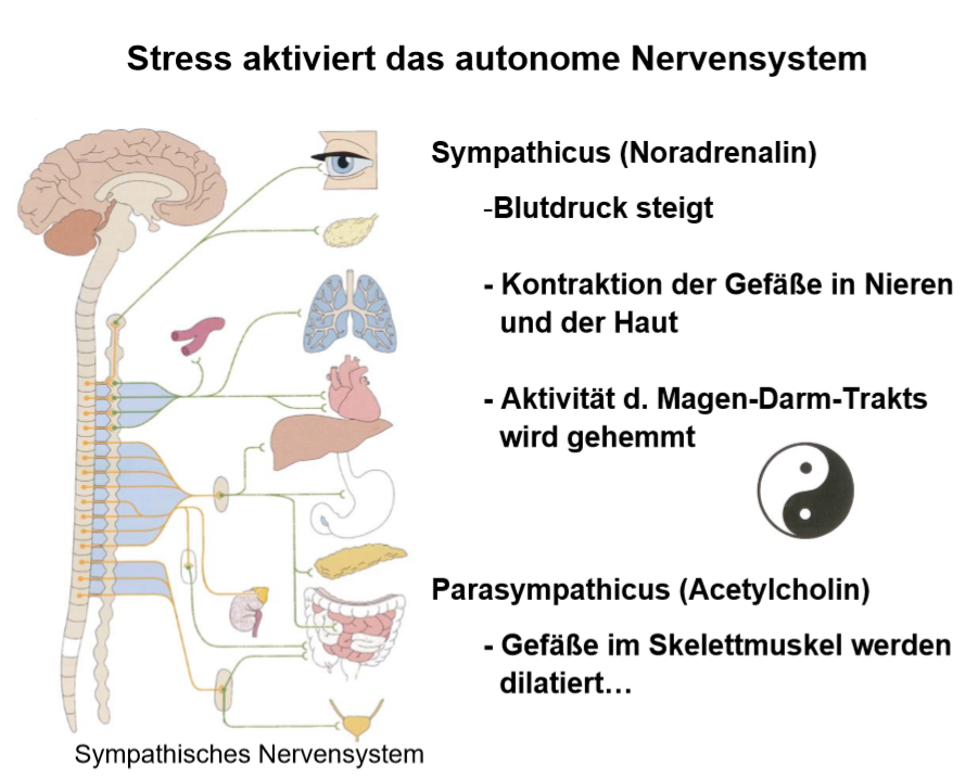 Dieses Bild hat ein leeres Alt-Attribut. Der Dateiname ist stress-u-autonomes-NS.png